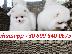 PoulaTo: healthy pomeranians for adoption